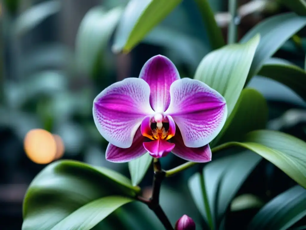 Detalle vibrante de una orquídea rosa y morada en la selva urbana de Uruguay, entre hojas verdes exuberantes