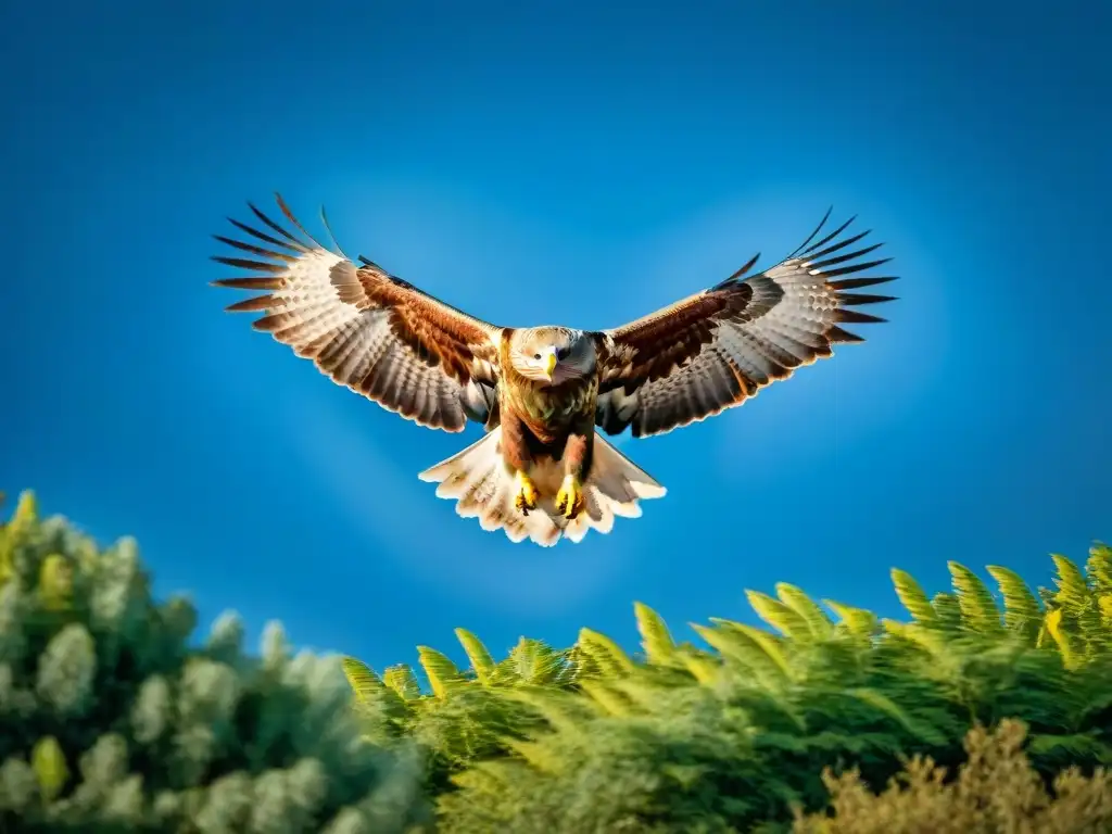 Impresionante avistamiento de aves rapaces en Uruguay: un majestuoso Aguila Mora sobrevolando el cielo azul y verde