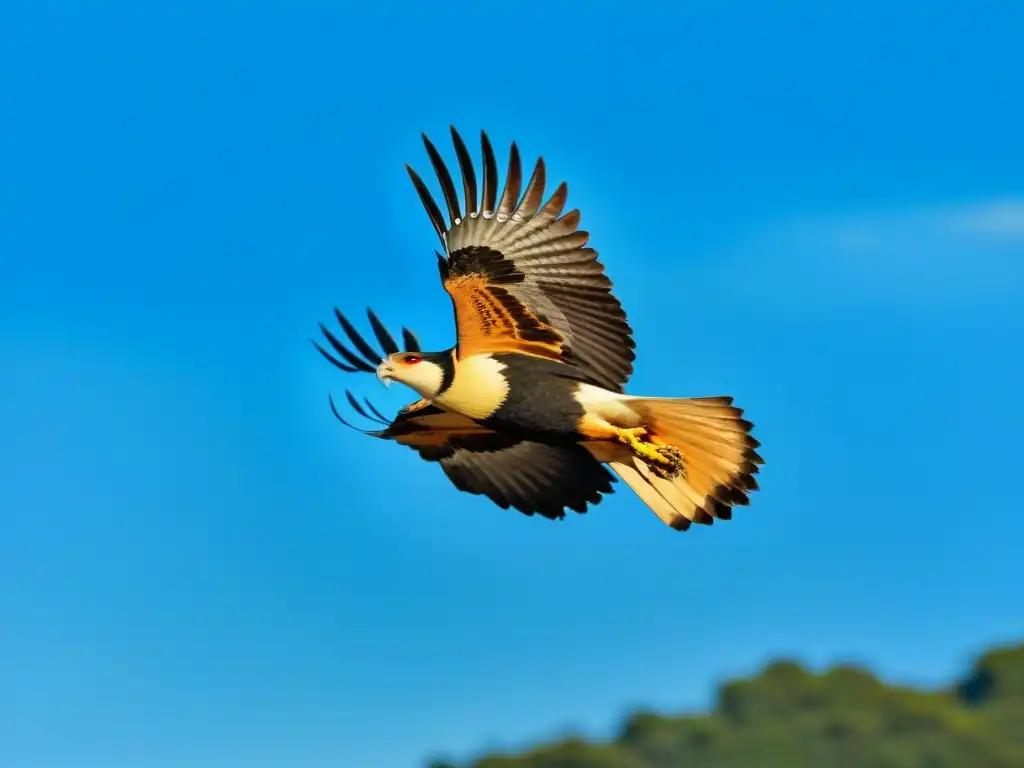 Un majestuoso Carancho surcando el cielo de Uruguay, capturando la esencia de la libertad y el poder de las aves rapaces